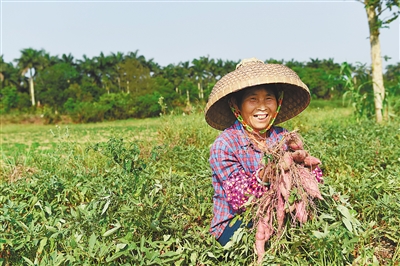 泰安卖富硒地瓜苗（富硒地瓜苗哪里有卖）-硒宝网