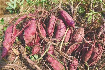 泰安卖富硒地瓜苗（富硒地瓜苗哪里有卖）-硒宝网