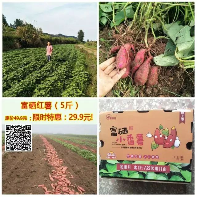 板栗薯和富硒地瓜(板栗薯营养)-硒宝网