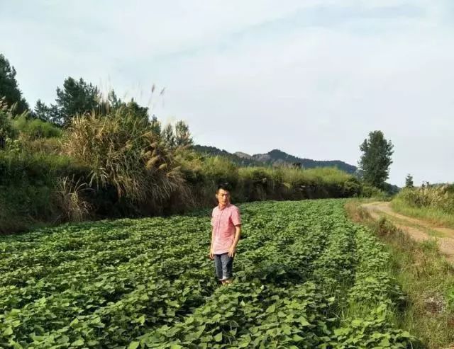 板栗薯和富硒地瓜(板栗薯营养)-硒宝网