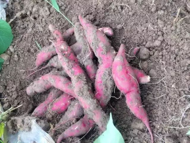 板栗薯和富硒地瓜(板栗薯营养)-硒宝网