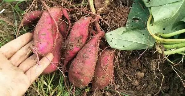 板栗薯和富硒地瓜(板栗薯营养)-硒宝网