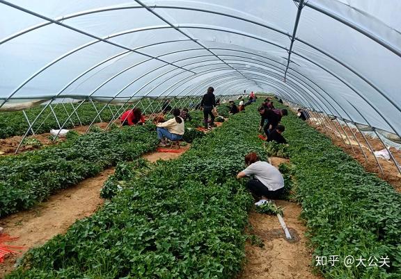 富硒地瓜生产基地(富硒地瓜苗哪里有卖)-硒宝网