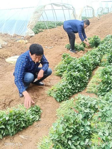 富硒地瓜生产基地(富硒地瓜苗哪里有卖)-硒宝网