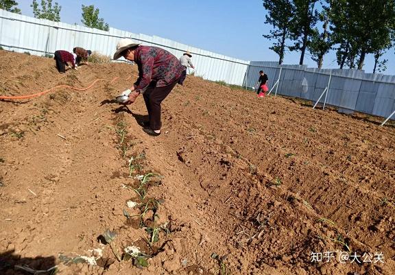 富硒地瓜生产基地(富硒地瓜苗哪里有卖)-硒宝网