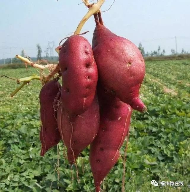 为什么叫富硒地瓜（富硒地瓜是什么）-硒宝网