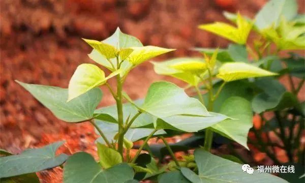 为什么叫富硒地瓜（富硒地瓜是什么）-硒宝网