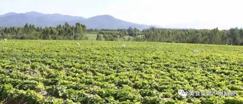 富硒地瓜是啥品种(地瓜品种富硒是什么)-硒宝网