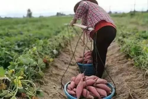 富硒地瓜皮的功效（富硒地瓜的功效）-硒宝网