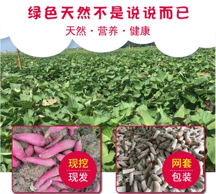 富硒地瓜皮的功效（富硒地瓜的功效）-硒宝网