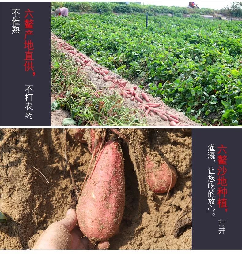 富硒地瓜皮的功效（富硒地瓜的功效）-硒宝网