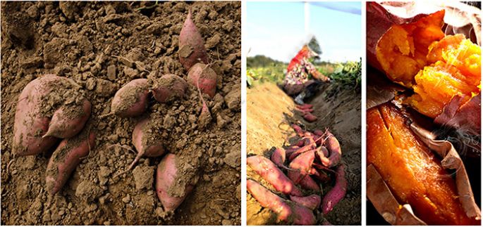 富硒地瓜皮的功效（富硒地瓜的功效）-硒宝网