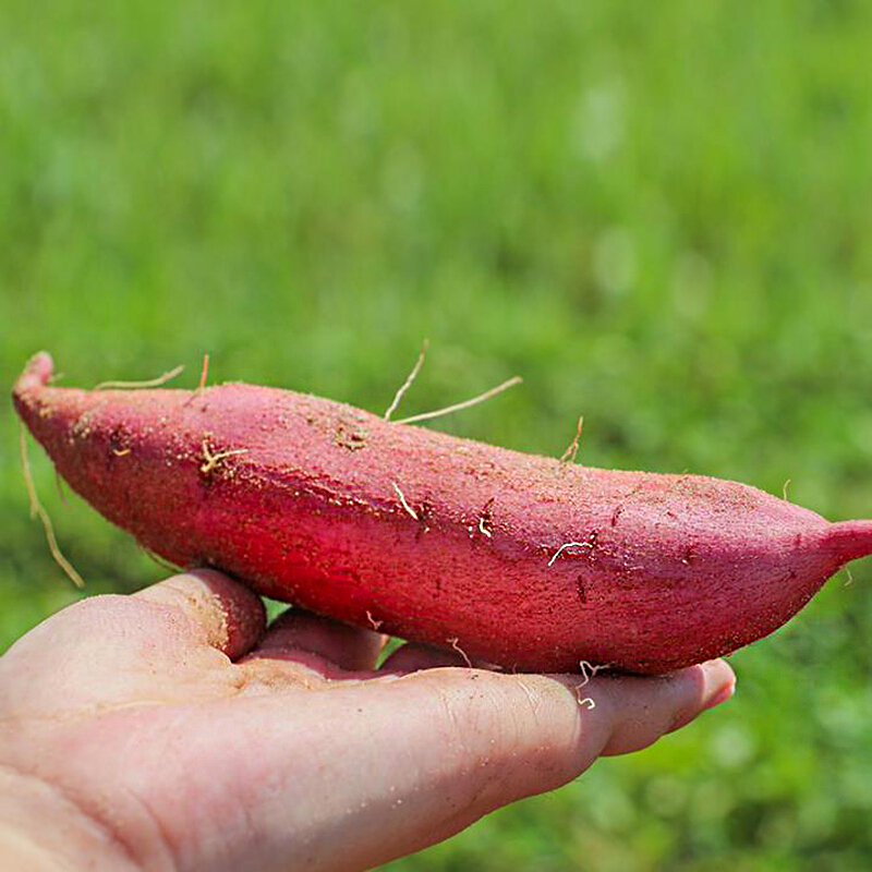 富硒地瓜是黄皮吗(地瓜富硒标准)-硒宝网