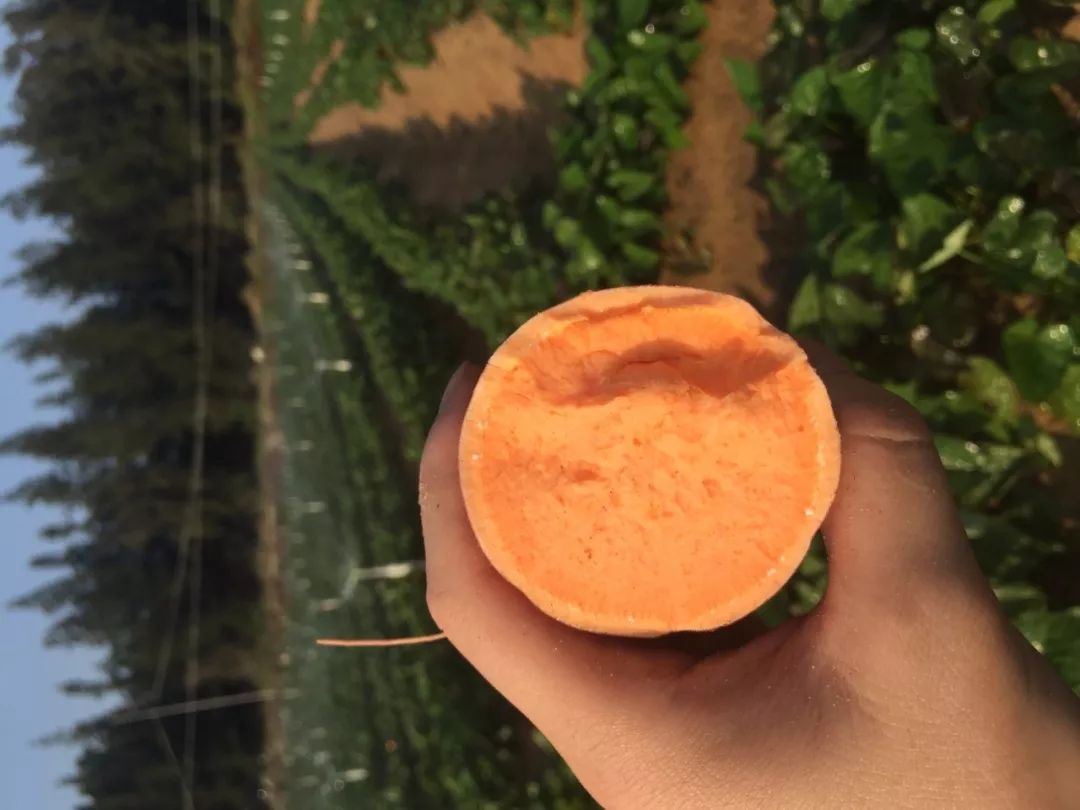 富硒地瓜皮的功效(富硒地瓜的营养价值)-硒宝网