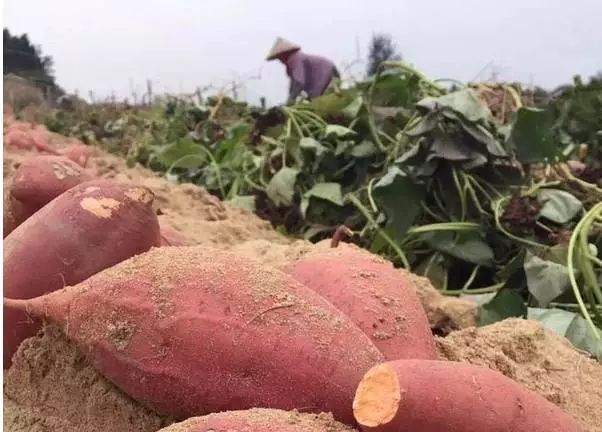 富硒地瓜皮的功效(富硒地瓜的营养价值)-硒宝网