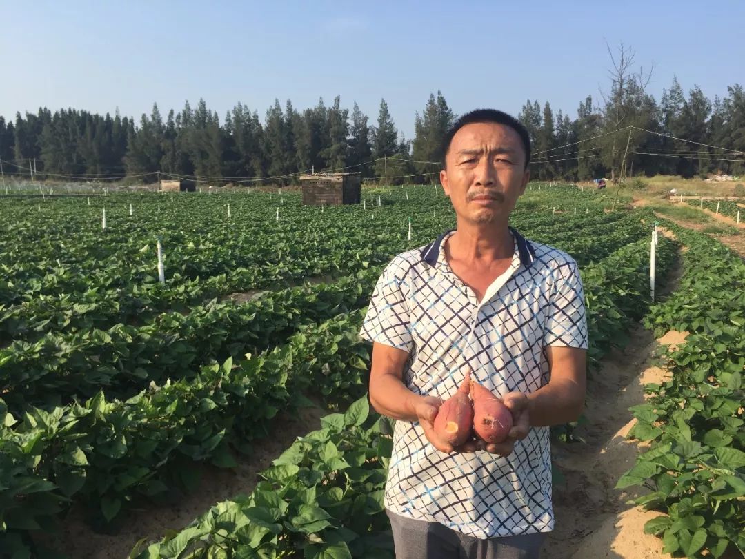 富硒地瓜皮的功效(富硒地瓜的营养价值)-硒宝网