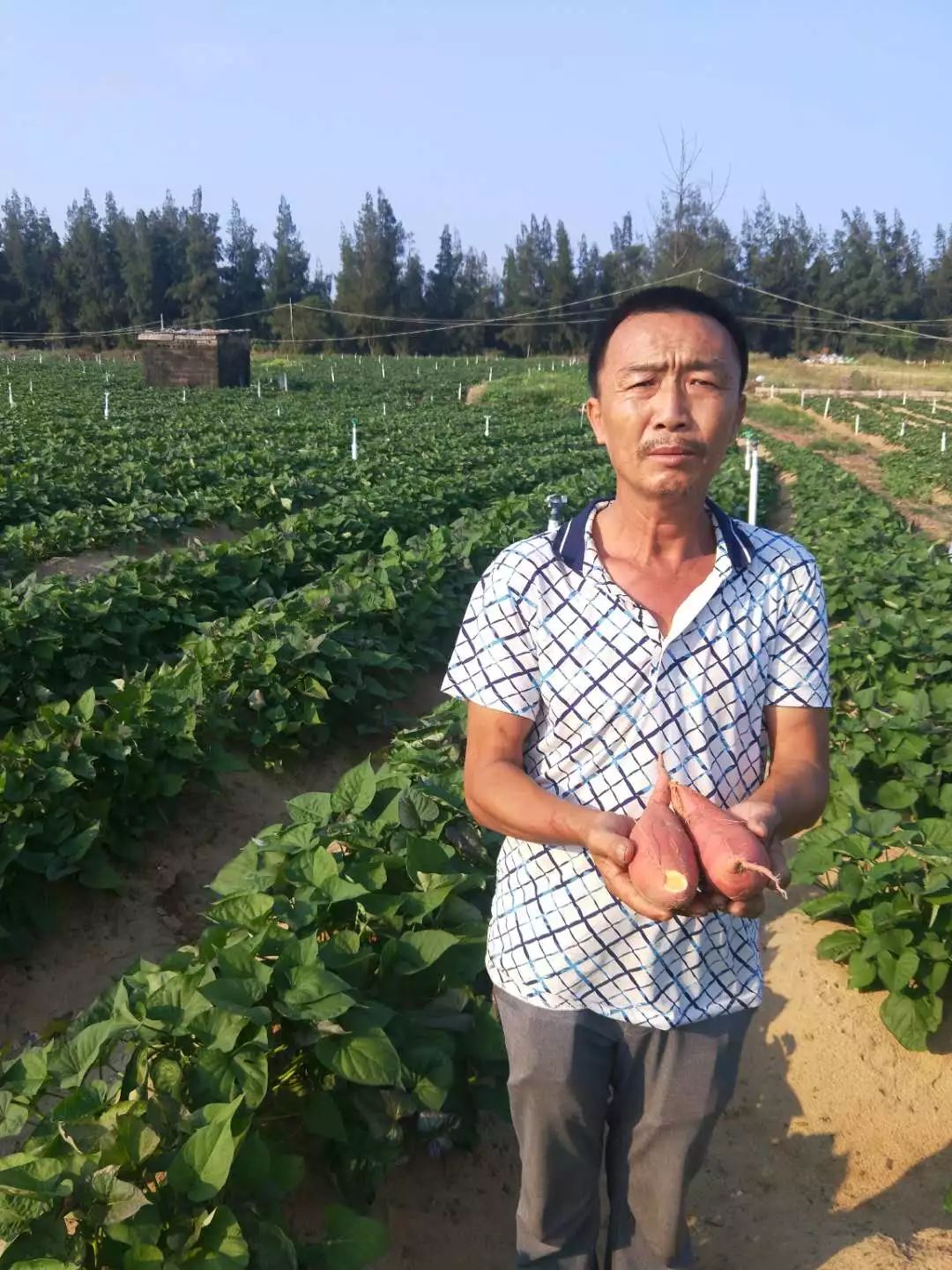 富硒地瓜皮的功效(富硒地瓜的营养价值)-硒宝网