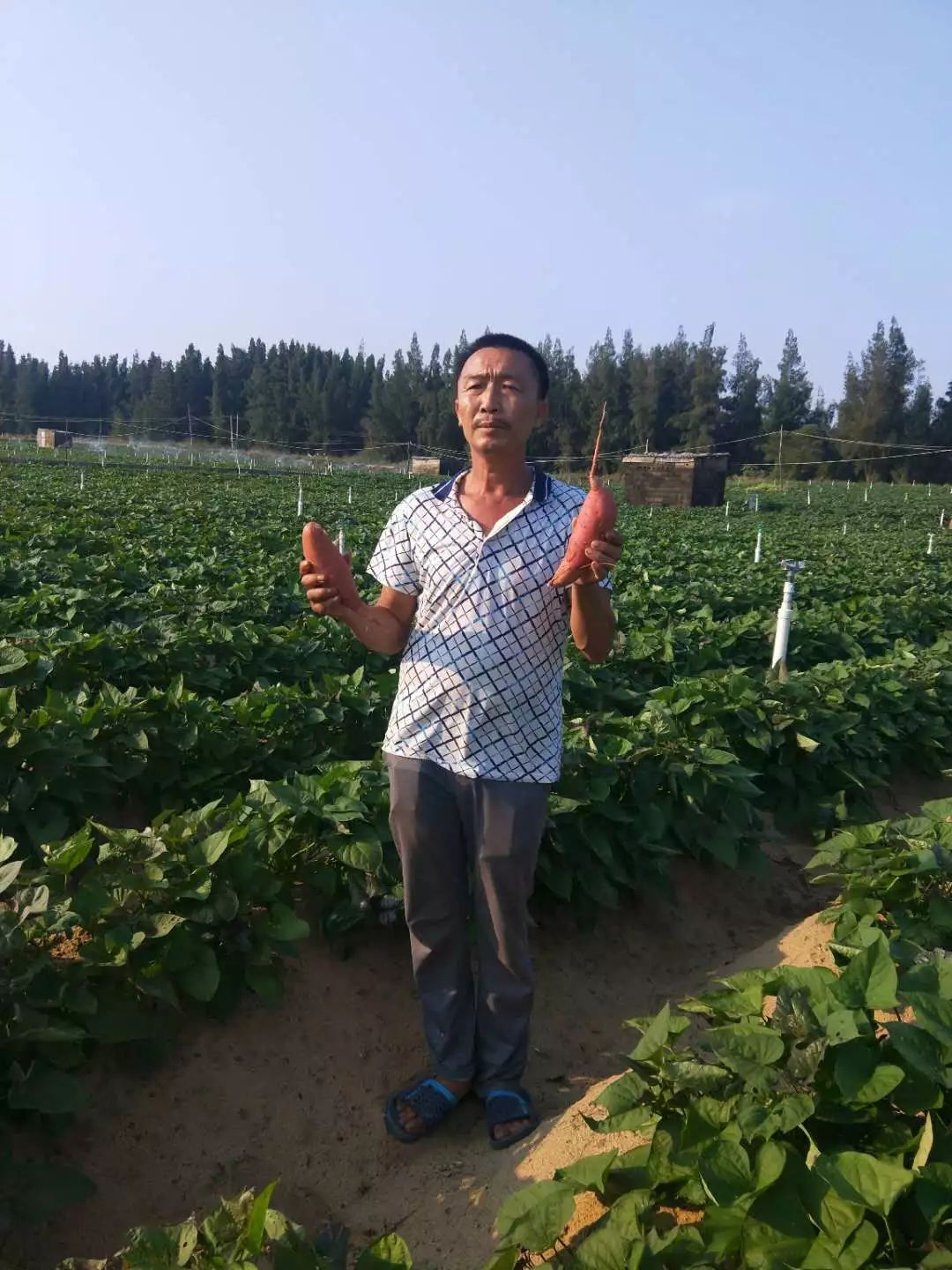 富硒地瓜皮的功效(富硒地瓜的营养价值)-硒宝网