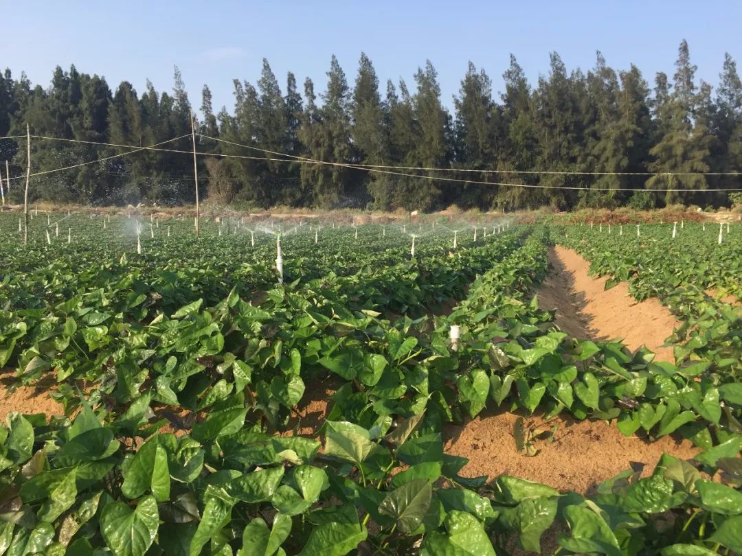 富硒地瓜皮的功效(富硒地瓜的营养价值)-硒宝网