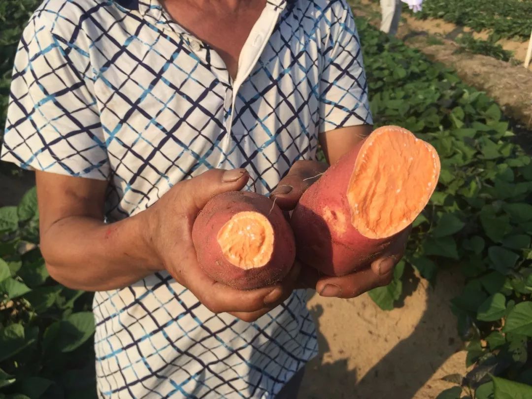 富硒地瓜皮的功效(富硒地瓜的营养价值)-硒宝网