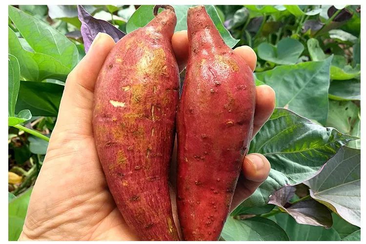 富硒地瓜产在哪里(富硒地瓜是转基因的吗)-硒宝网