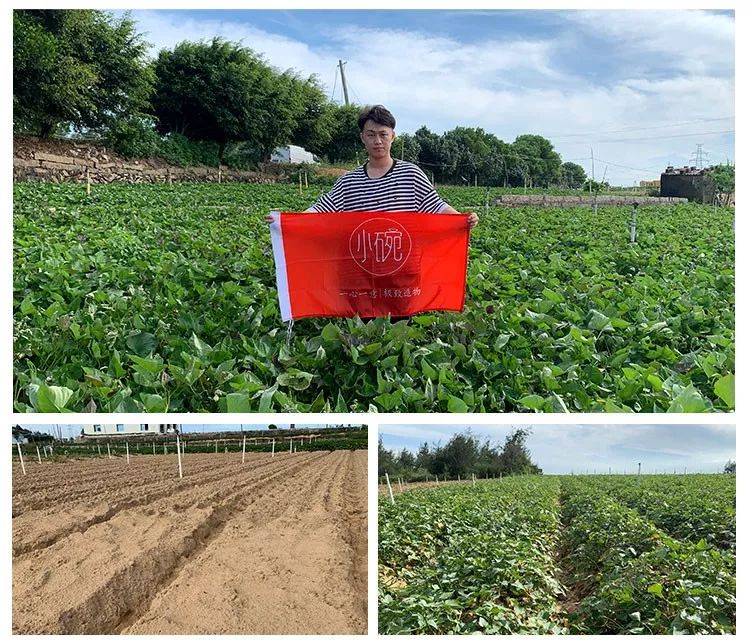 富硒地瓜产在哪里(富硒地瓜是转基因的吗)-硒宝网