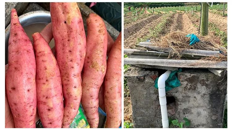 富硒地瓜产在哪里(富硒地瓜是转基因的吗)-硒宝网