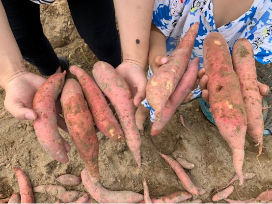 富硒地瓜产在哪里(富硒地瓜是转基因的吗)-硒宝网