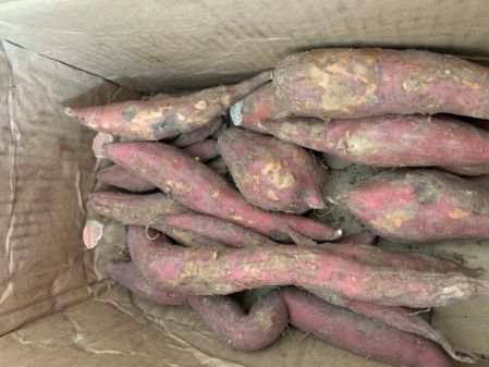 富硒地瓜产在哪里(富硒地瓜是转基因的吗)-硒宝网