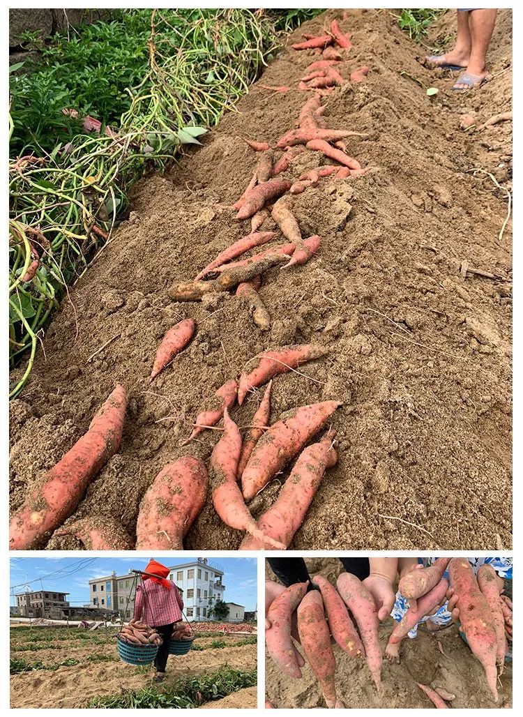 富硒地瓜产在哪里(富硒地瓜是转基因的吗)-硒宝网