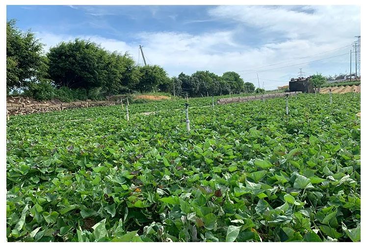 富硒地瓜产在哪里(富硒地瓜是转基因的吗)-硒宝网