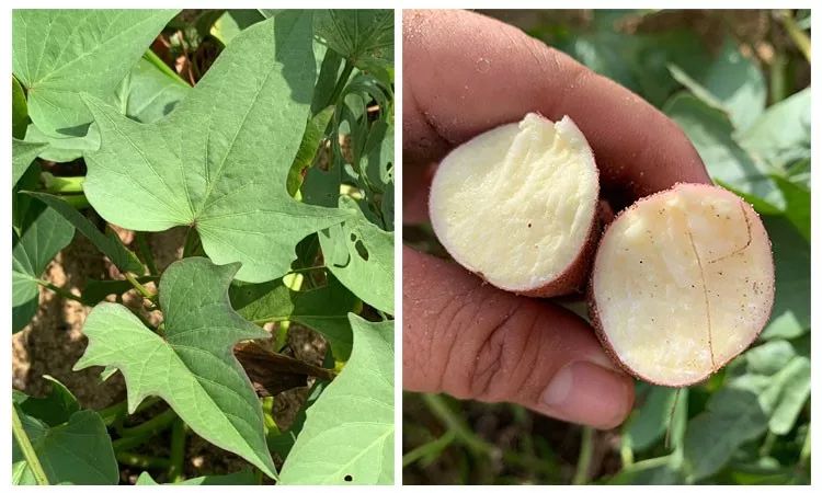 富硒地瓜产在哪里(富硒地瓜是转基因的吗)-硒宝网