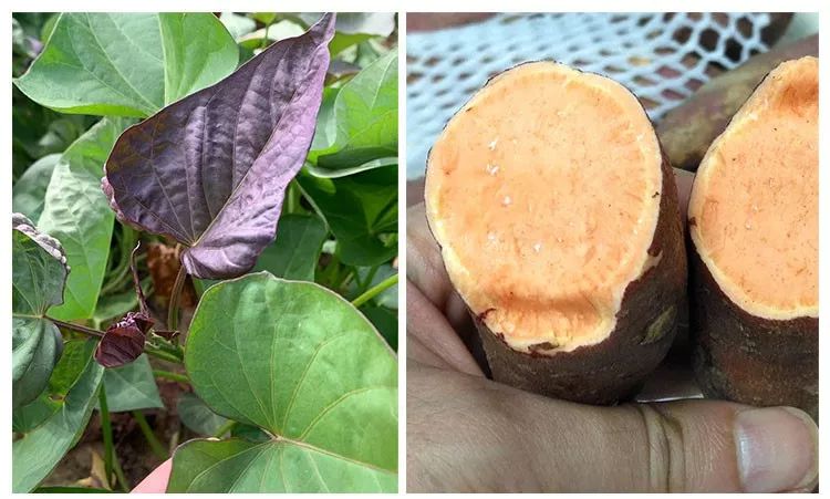 富硒地瓜产在哪里(富硒地瓜是转基因的吗)-硒宝网