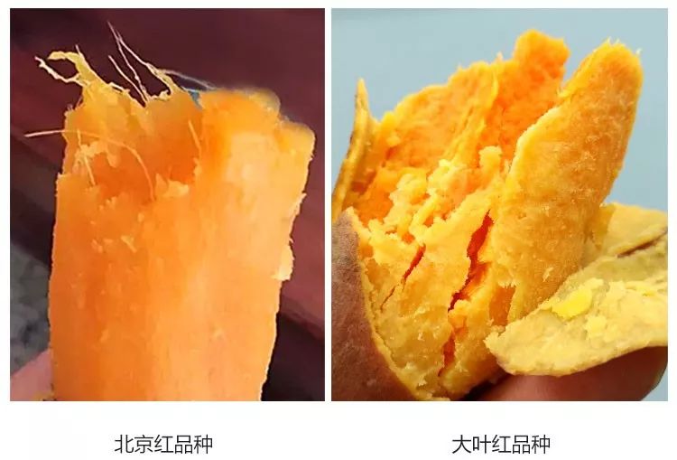 富硒地瓜产在哪里(富硒地瓜是转基因的吗)-硒宝网