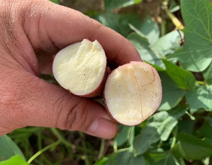 富硒地瓜产在哪里(富硒地瓜是转基因的吗)-硒宝网