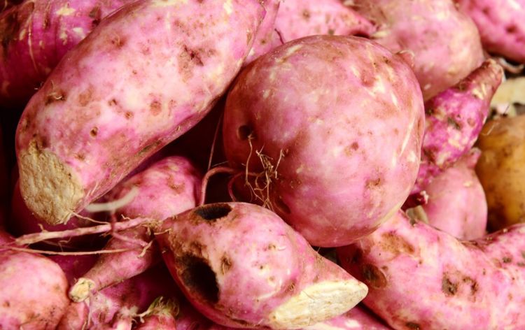 富硒地瓜需要晒吗（富硒地瓜蒸着吃还是煮着吃）-硒宝网