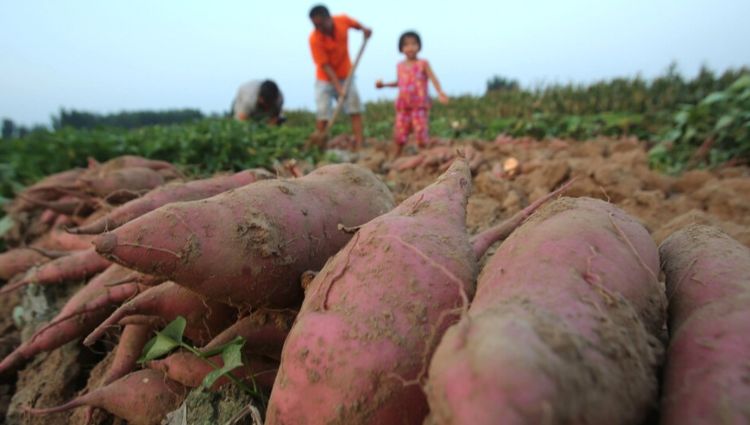富硒地瓜需要晒吗（富硒地瓜蒸着吃还是煮着吃）-硒宝网