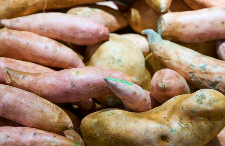 富硒地瓜需要晒吗（富硒地瓜蒸着吃还是煮着吃）-硒宝网