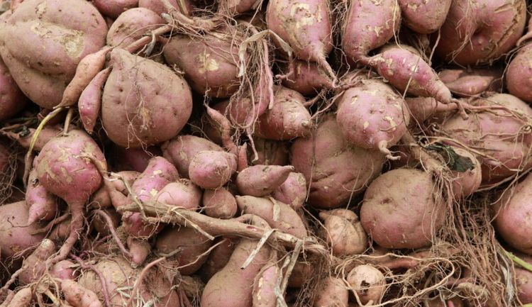 富硒地瓜需要晒吗（富硒地瓜蒸着吃还是煮着吃）-硒宝网