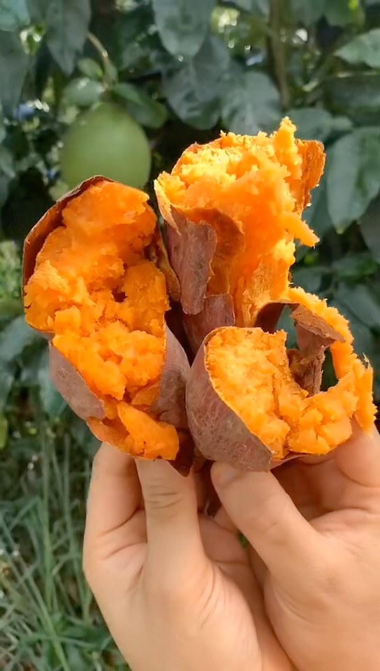 富硒地瓜转基因吗(地瓜有转基因的吃了有危害吗)-硒宝网