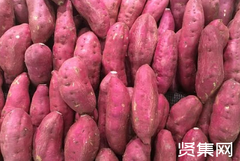 富硒地瓜是啥品种（地瓜品种富硒是哪种）-硒宝网