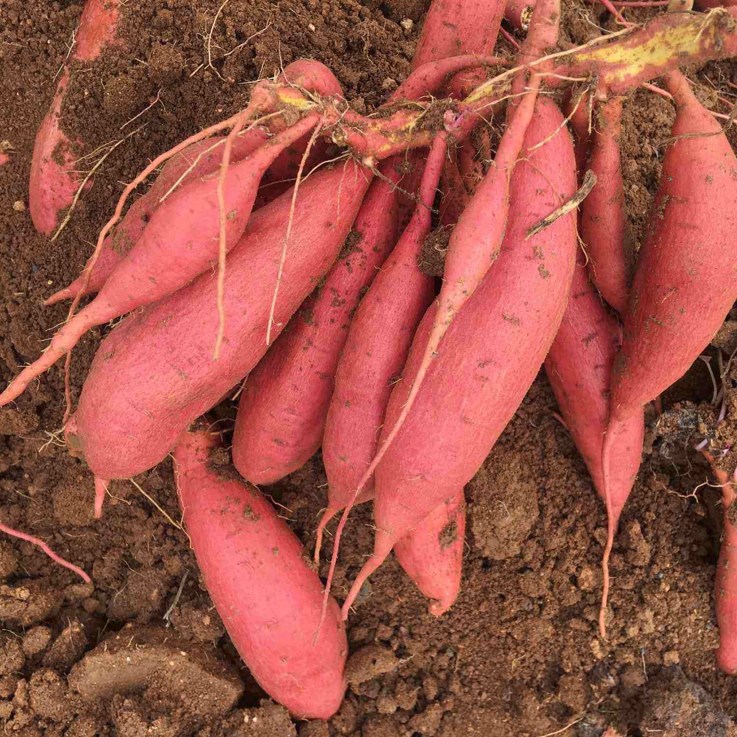 烤富硒地瓜的做法（富硒地瓜的做法）-硒宝网