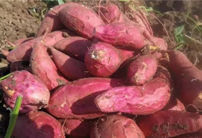 烤富硒地瓜的做法（富硒地瓜的做法）-硒宝网