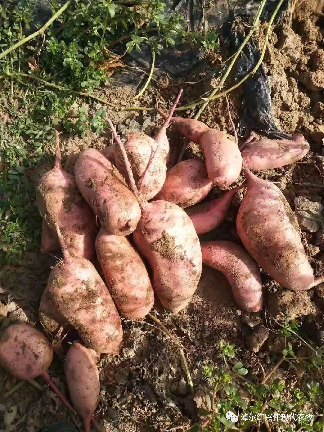 富硒地瓜粉的功效(地瓜粉功效富硒含量高吗)-硒宝网