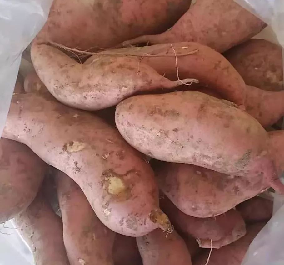 富硒地瓜粉的功效(地瓜粉功效富硒含量高吗)-硒宝网