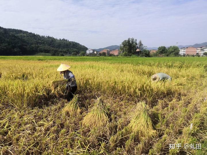 富硒地瓜晒得好处(富晒地瓜功效)-硒宝网