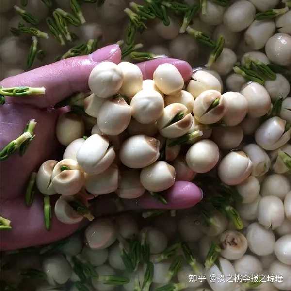 富硒地瓜粉的做法(地瓜粉的吃法和做法)-硒宝网