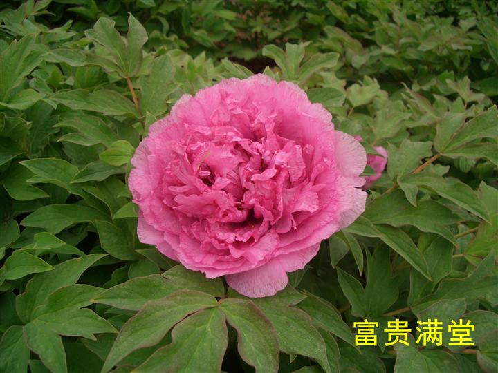 富硒地瓜片的做法(富硒地瓜的功效与作用)-硒宝网