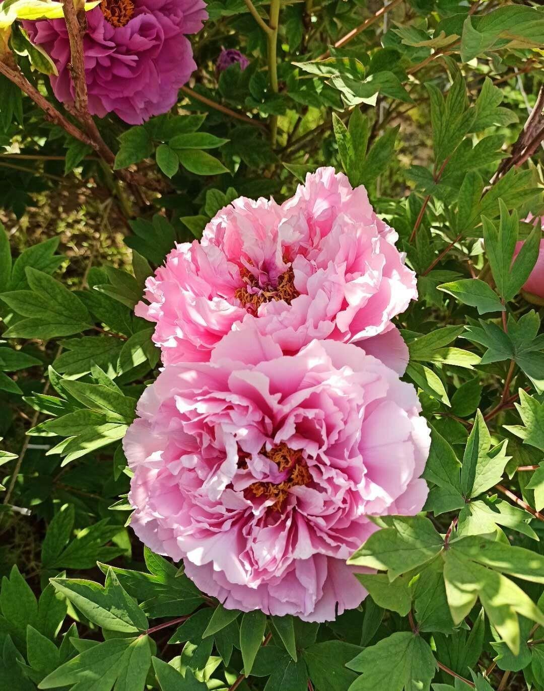 富硒地瓜片的做法(富硒地瓜的功效与作用)-硒宝网