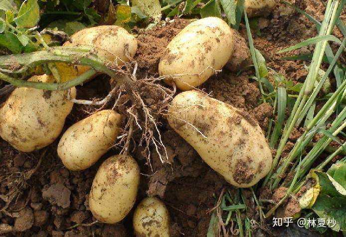富硒地瓜是红薯吗（红薯地瓜富硒是什么意思）-硒宝网